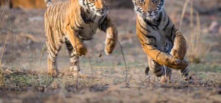 Tiger Stripes Activity Pack