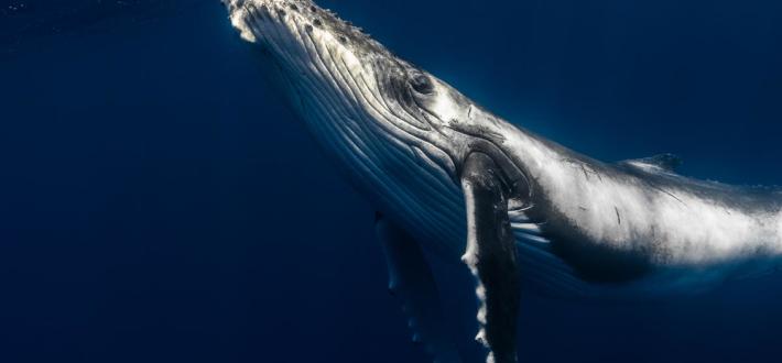 World Ocean Day, 8 Jun