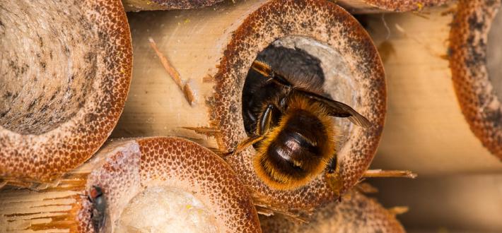 Make a bee hotel