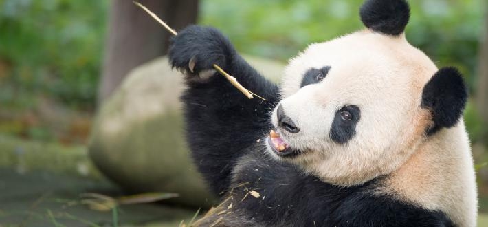 Top 10 facts about Pandas