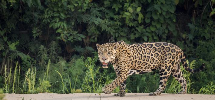 Top 10 facts about Jaguars