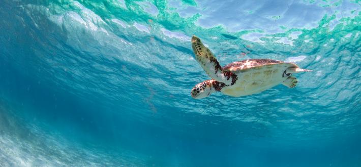 On World Oceans Day, learn to take underwater photos more sustainably