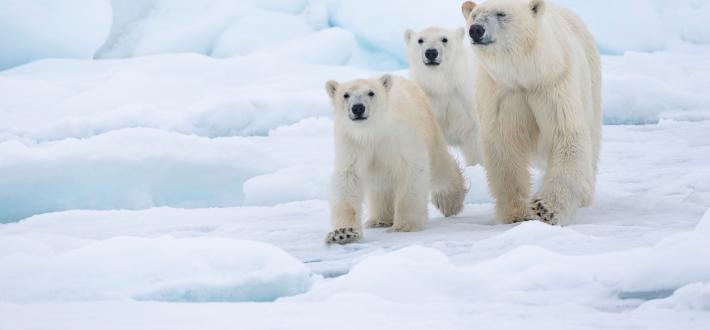Top 10 facts about Polar Bears