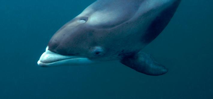 Top 10 facts about dolphins