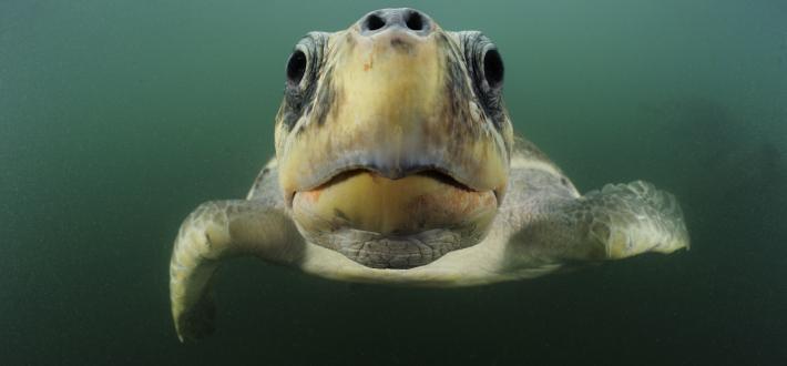 Top 10 facts about marine turtles