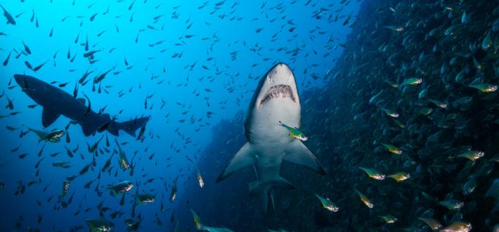 Top 10 facts about sharks