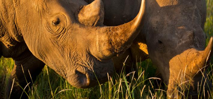 World Rhino Day, 22 Sept