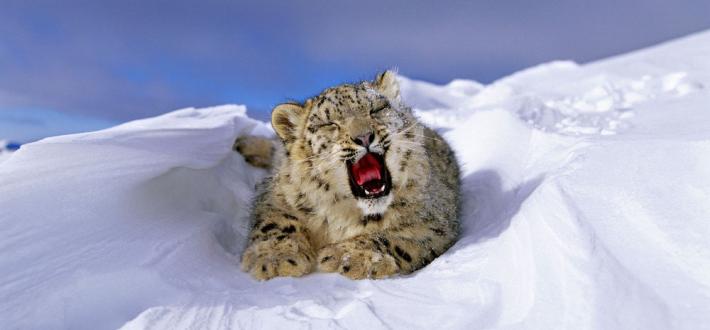 Snow leopard door hanger