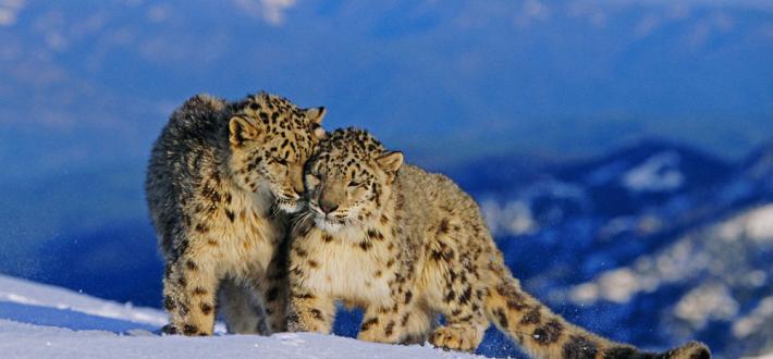Top 10 facts about snow leopards