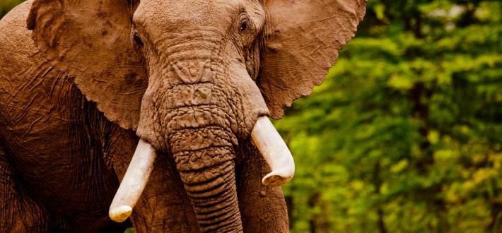 Support WWF
