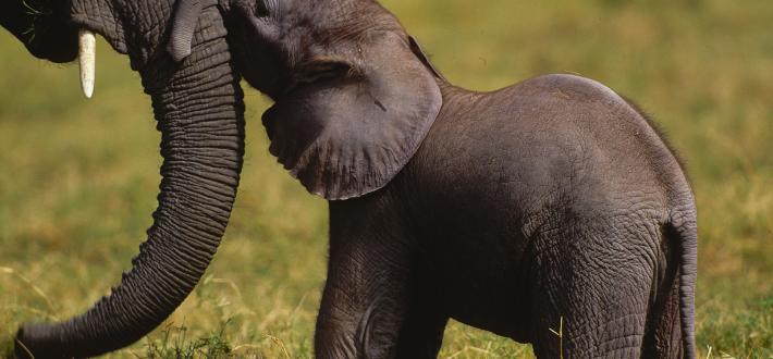 World Wildlife Day, 3 Mar