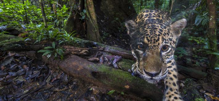 Save jaguars