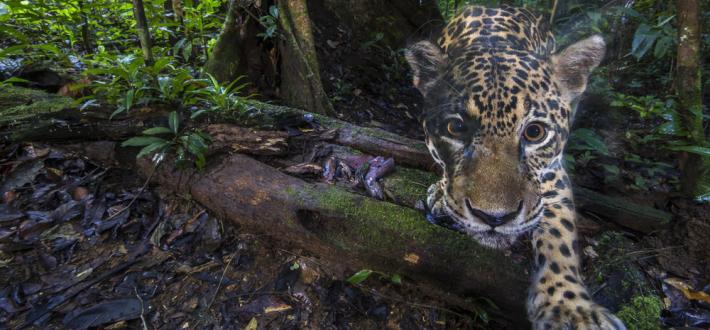 Save jaguars