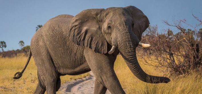 Top 10 facts about elephants