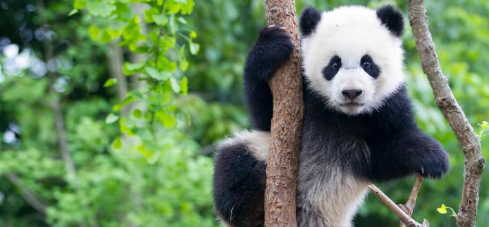 Request a fundraising pack