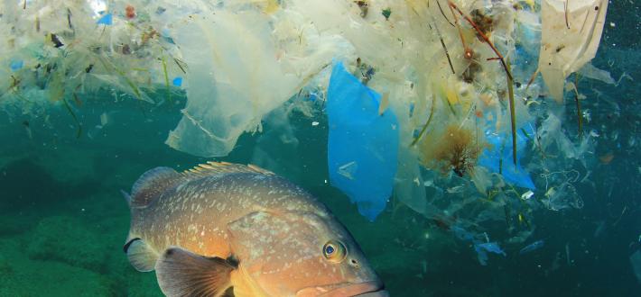 Oceans and Plastics Pollution