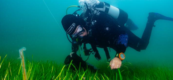 Seagrass Briefing: General