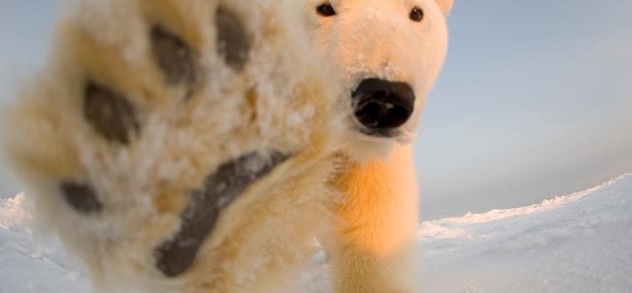 International Polar Bear Day, 27 Feb