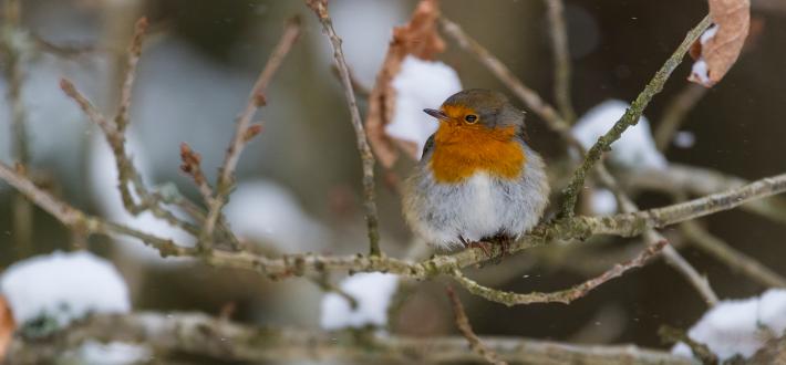 RSPB's Bird song identifier