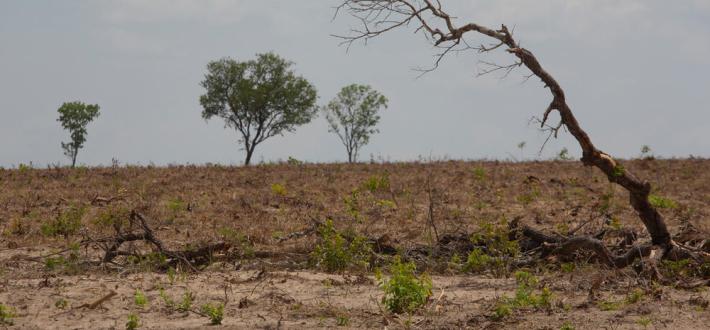 5 ways to fight deforestation 