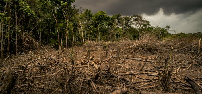 Global footprint target and deforestation in the Environment Bill