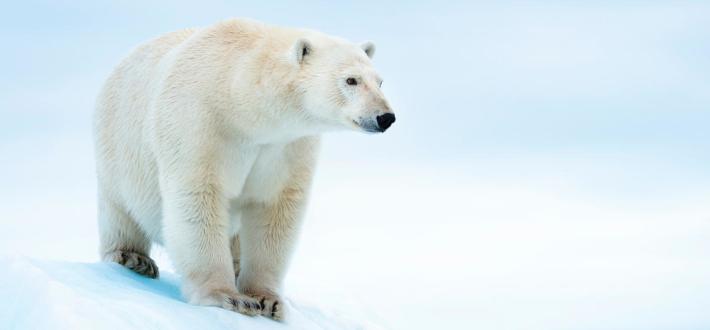Live lesson: The Climate Crisis (Primary)