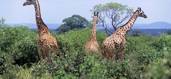 Massive mammals