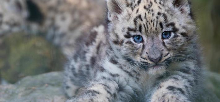 World Snow Leopard Day, 23 Oct