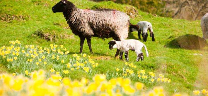 The Food Connection - Focus on Biodiversity 