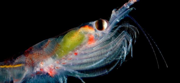Top 10 facts about antartic krill