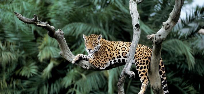 Top 10 facts about jaguars