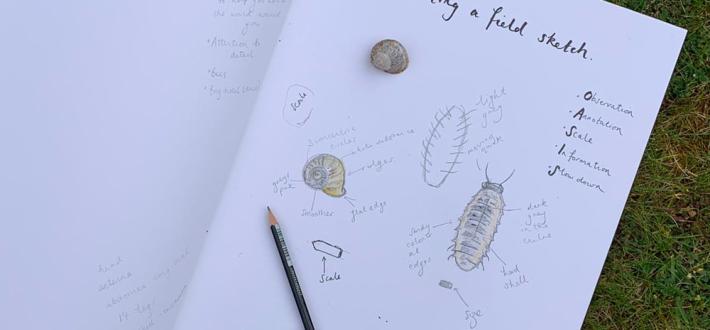 Top tips for field sketching