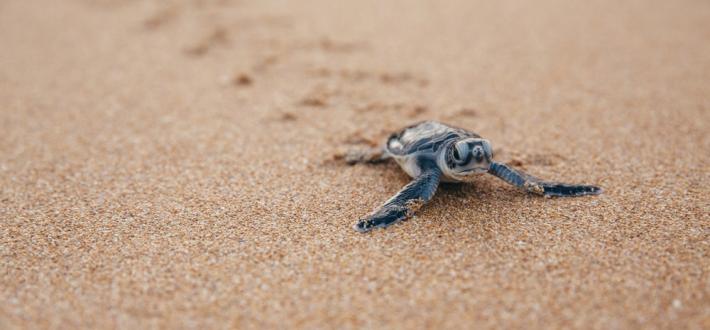 Top 10 facts about marine turtles