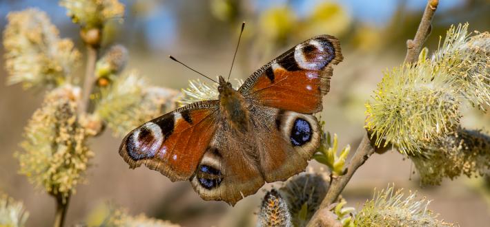 Butterfly feeder