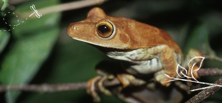 Biomimicry