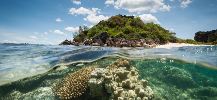 Coral Reef Rescue Initiative