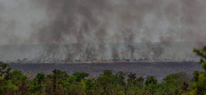 Join WWF and the movement for people and nature