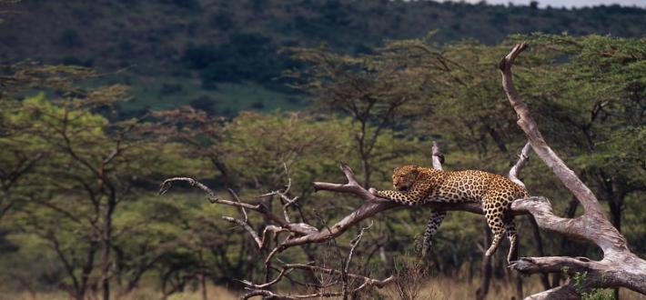 Leopard resting, Masai Mara National Reserve, Kenya