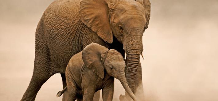 Adopt an elephant