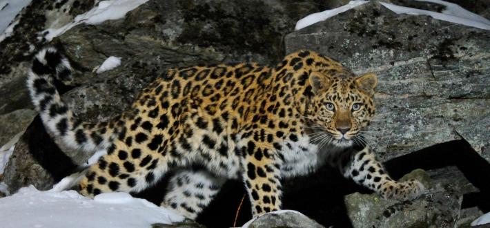Top 10 facts about Amur leopards