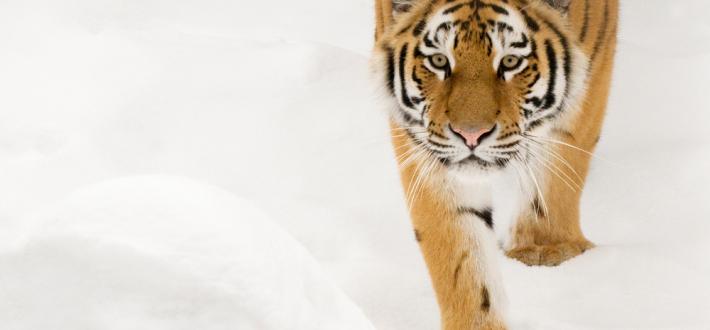 International Tiger Day, 29 Jul