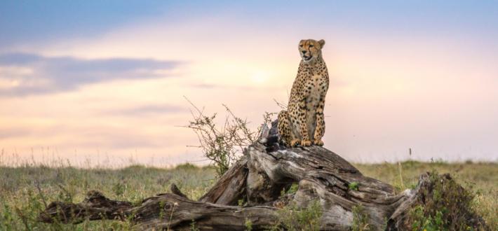 WWF Talks Grasslands