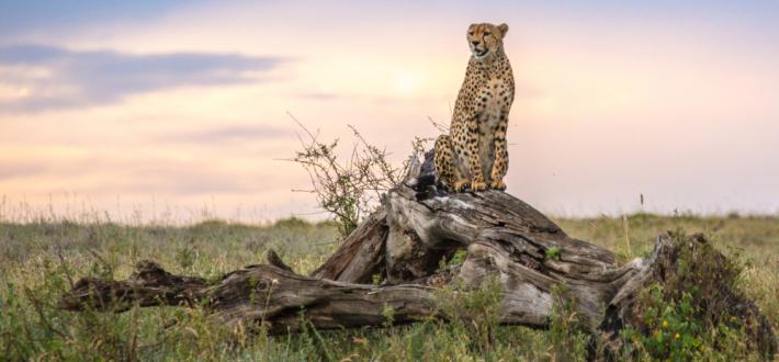 WWF Talks Grasslands