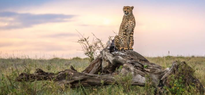 WWF Talks Grasslands