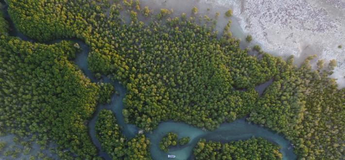 WWF-UK Recommended business response - Due diligence on forest risk commodities