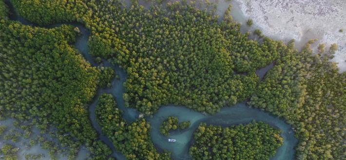 WWF-UK Recommended business response - Due diligence on forest risk commodities