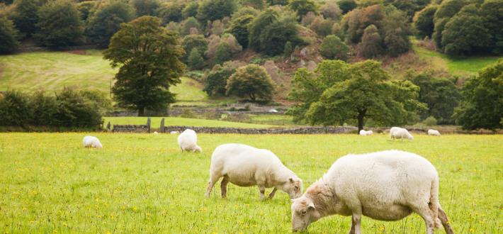 Ffocws ar wlad - Cymru