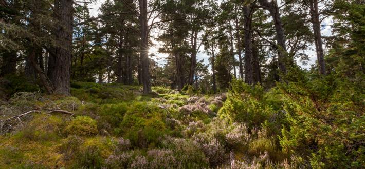 1. Deliver a significant expansion in Scotland’s native woodlands annually from 2020 