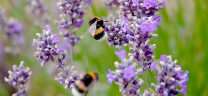 10. Transform Scottish agricultural policy by 2027 so that it facilitates and rewards nature- and climate-friendly farming 