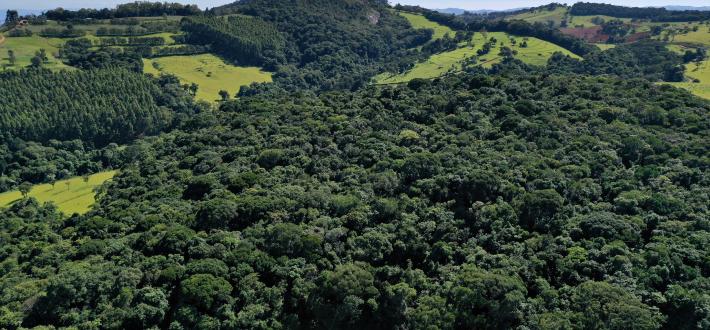 The Bolsonaro Government's Undermining of the Paris Agreement April 2021